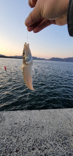 キスの釣果