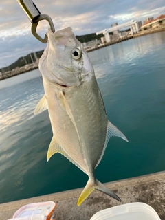 ガーラの釣果