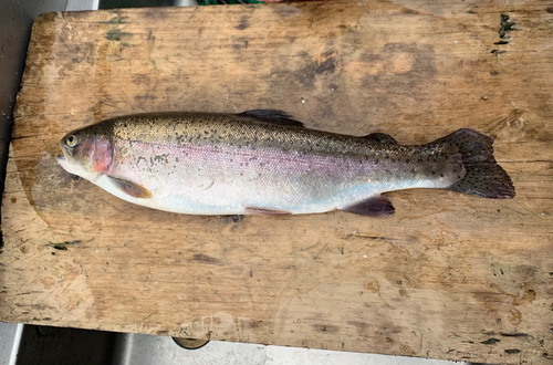 ニジマスの釣果