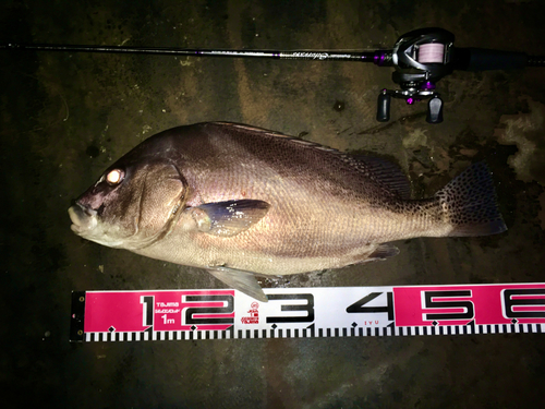 コショウダイの釣果