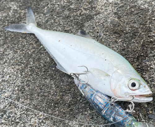 イケカツオの釣果