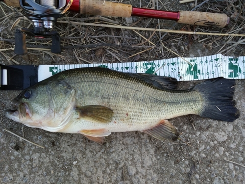 ブラックバスの釣果