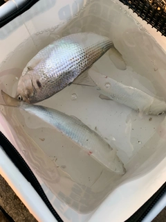 コノシロの釣果