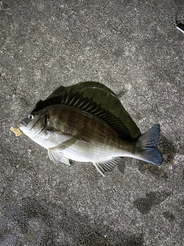 オキナワキチヌの釣果