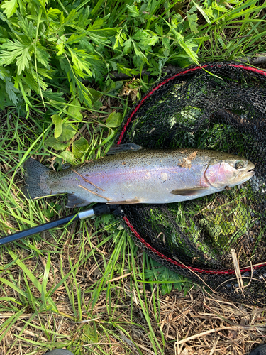 ニジマスの釣果