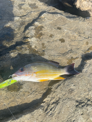 ビタローの釣果