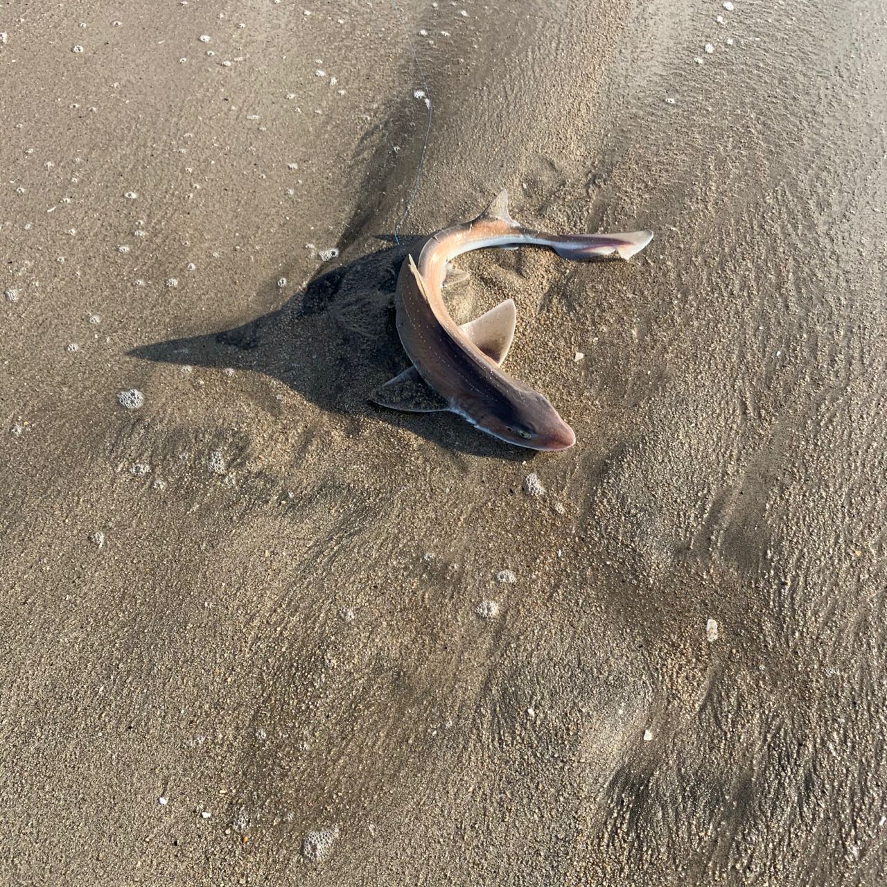 ホシザメ