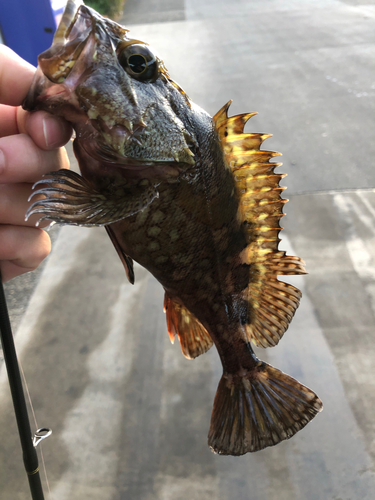 カサゴの釣果