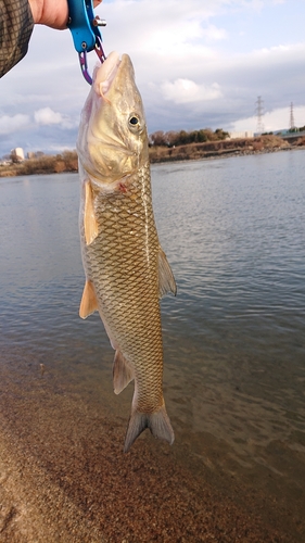 ニゴイの釣果