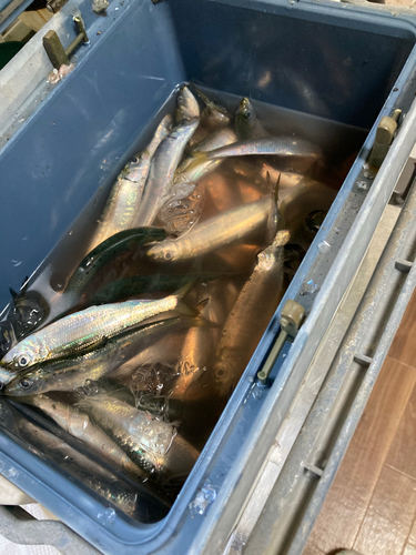 イワシの釣果