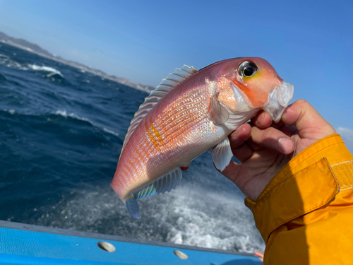 アマダイの釣果