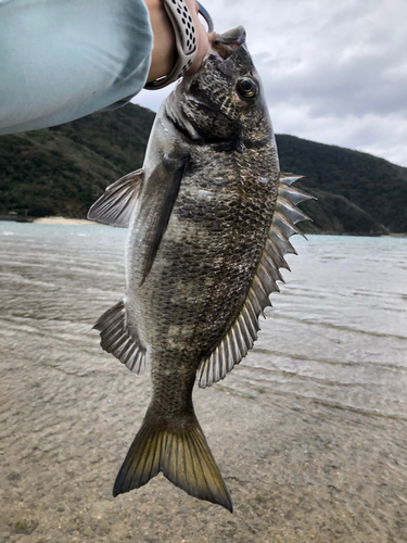 ミナミクロダイの釣果