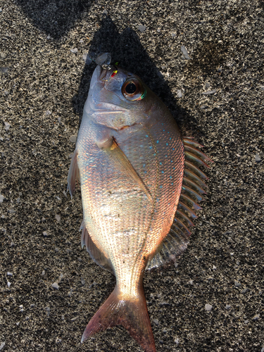 チャリコの釣果