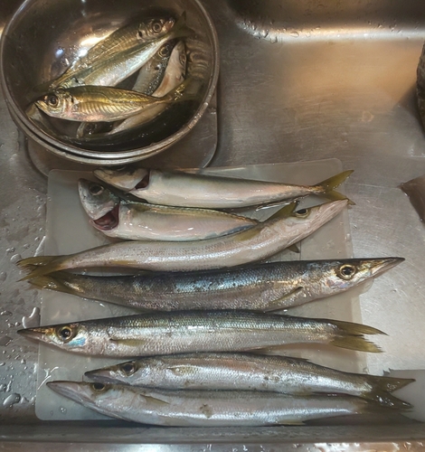 カマスの釣果