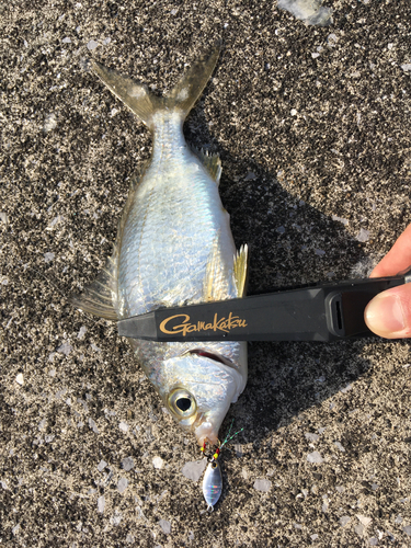 ウミタナゴの釣果