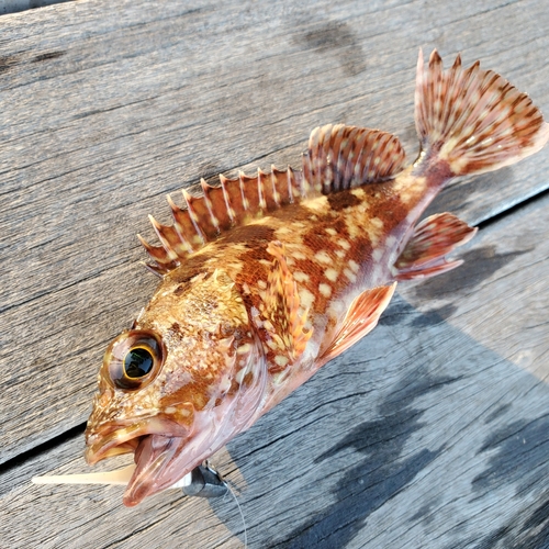 カサゴの釣果