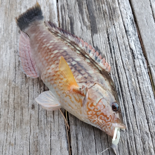 アカササノハベラの釣果