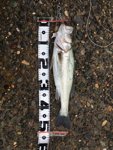 シーバスの釣果