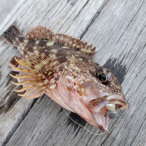 カサゴの釣果