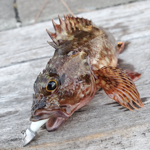 カサゴの釣果