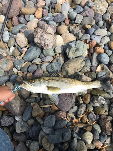 スズキの釣果