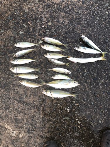 アジの釣果
