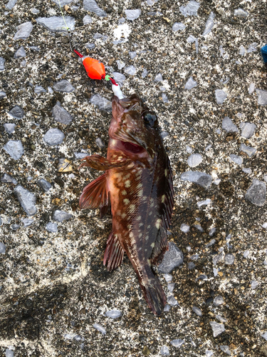 カサゴの釣果