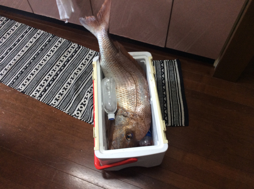 マダイの釣果