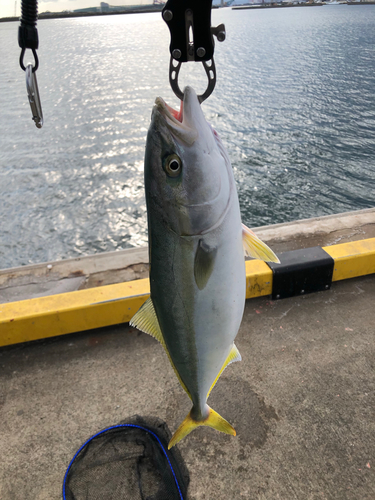 イナダの釣果