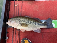 ブラックバスの釣果