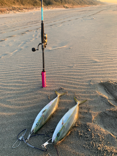 イナダの釣果