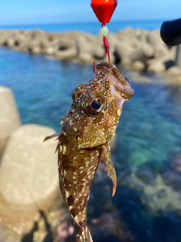 ガシラの釣果