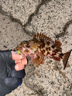 カサゴの釣果