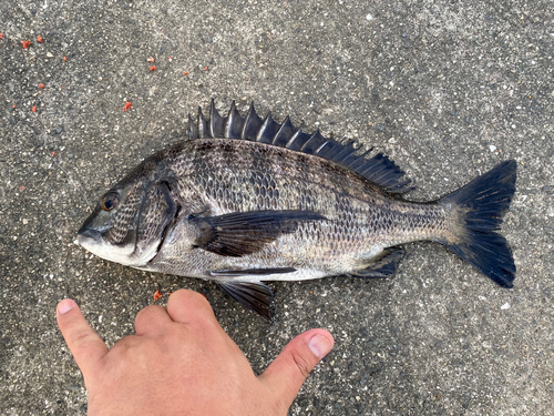 チヌの釣果