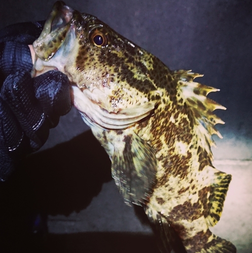 タケノコメバルの釣果