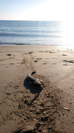 マゴチの釣果