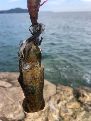 アオリイカの釣果