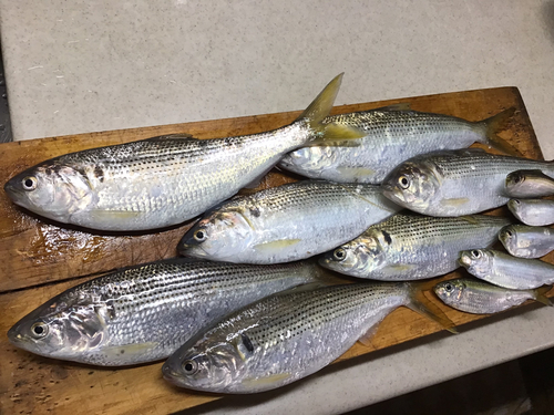 コノシロの釣果