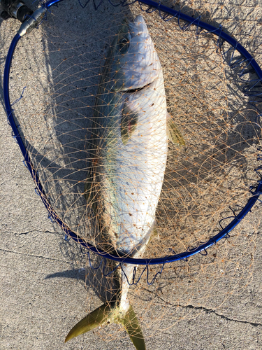 ハマチの釣果