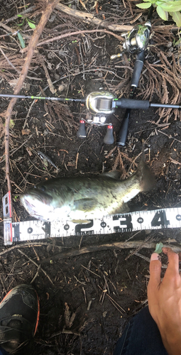 ブラックバスの釣果