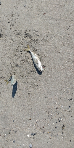 ワカナゴの釣果