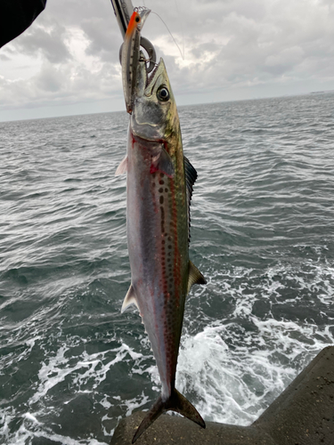 サゴシの釣果