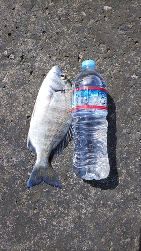 ミナミクロダイの釣果