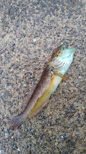 アナハゼの釣果