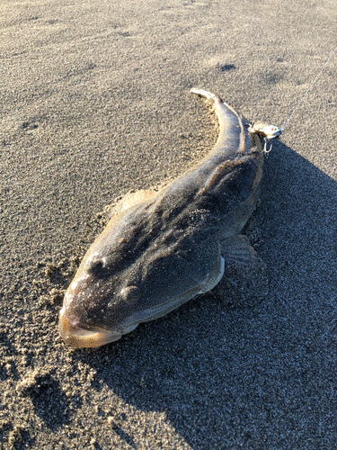 マゴチの釣果