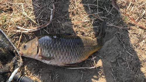 コイの釣果