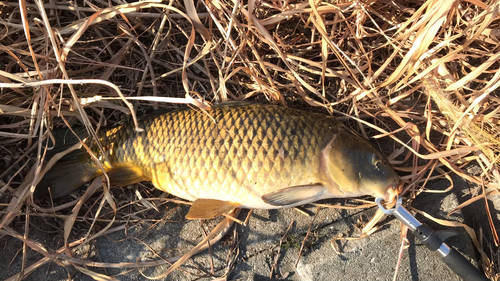 コイの釣果