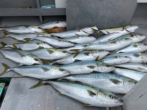 ヒラマサの釣果