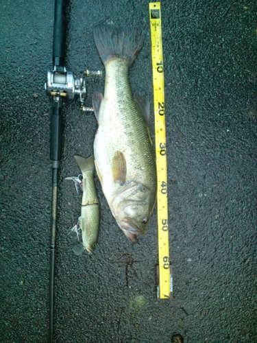 ブラックバスの釣果