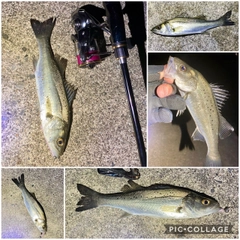 シーバスの釣果
